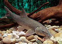 barbels of fish|Barbus barbus, Barbel : fisheries, aquaculture, gamefish, aquarium.